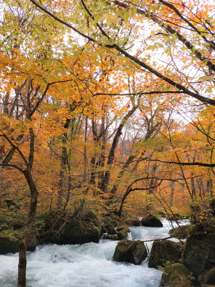 紅葉」と「紅葉」 | 新築外構やお庭のリフォームなら | ザ・ガーデン 