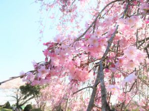 緑の楽しみ　～春の彩のはじまり～