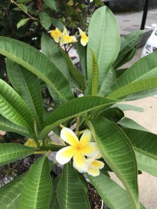 秋のプルメリア