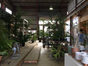 植物達に癒されて。