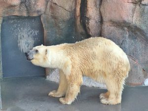 ☆新緑アップグレードバージョン☆