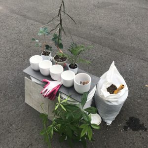 白いプランターさまさま