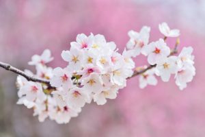 「桜の木の下には・・・」