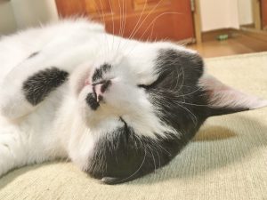 令和につなげ！平成最終日