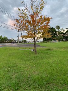 ※銀杏食べ過ぎ注意
