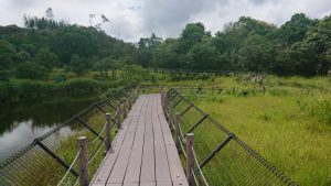 準絶滅危惧種　サギソウ