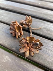 咲きほころぶ　エキゾッチクな花