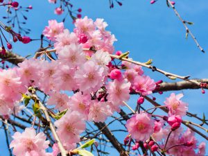 春風駆ける桜の季節とリフォーム物件♪