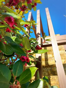 繰り返される害虫被害