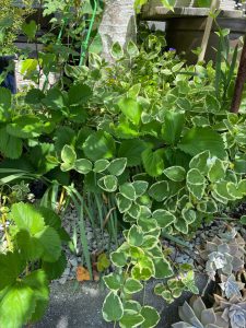 カーポートのある暮らし