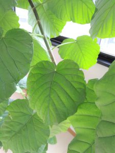 ネイチャーブレイク