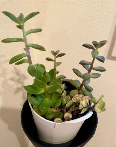 蒸しムシする季節