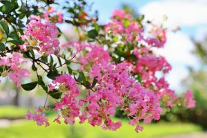 真夏の水やりはご用心