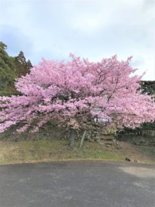 桜