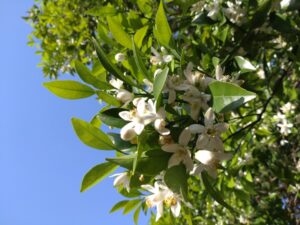 花の香りに癒されて