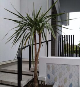 匂棕櫚蘭　ニオイシュロラン