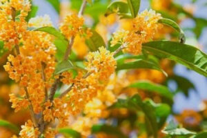 玄関周りのキーアイテム