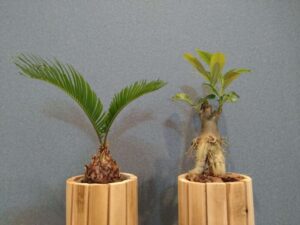 植物のある暮らし