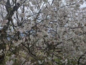お花見シーズンです!!